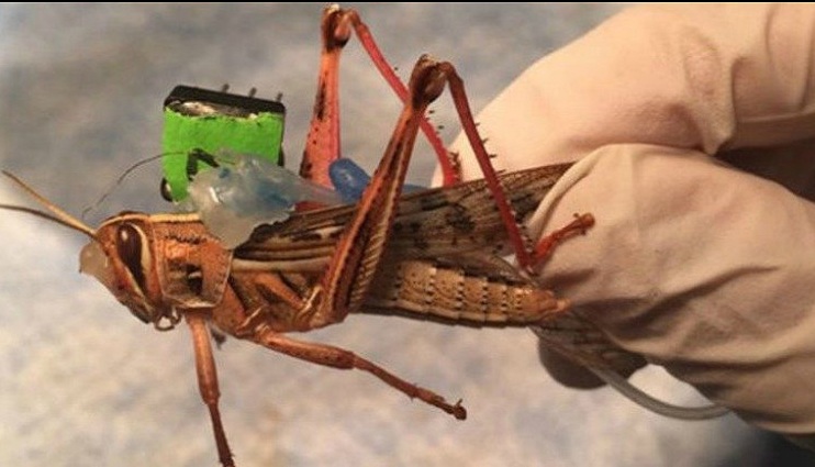 A Scientist is turning locusts into cyborg Bomb Detectors