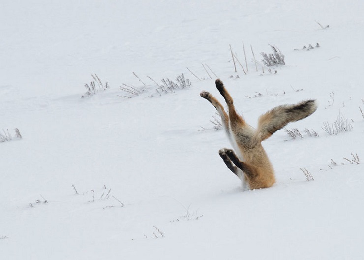 The Funniest Wildlife Photos of 2016